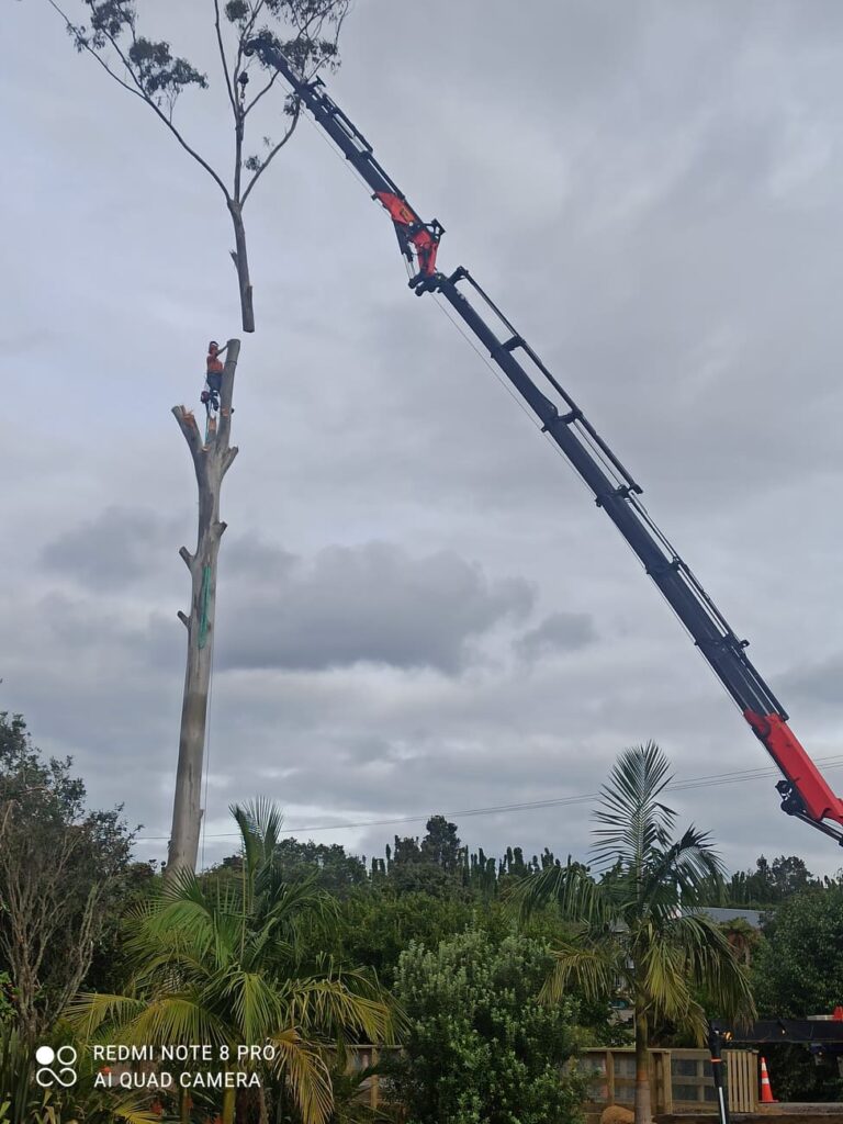 Crane-assisted removal of a large gum tree near Kerikeri