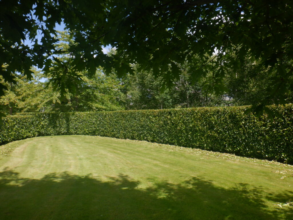 Hedge trimming in Queenstown