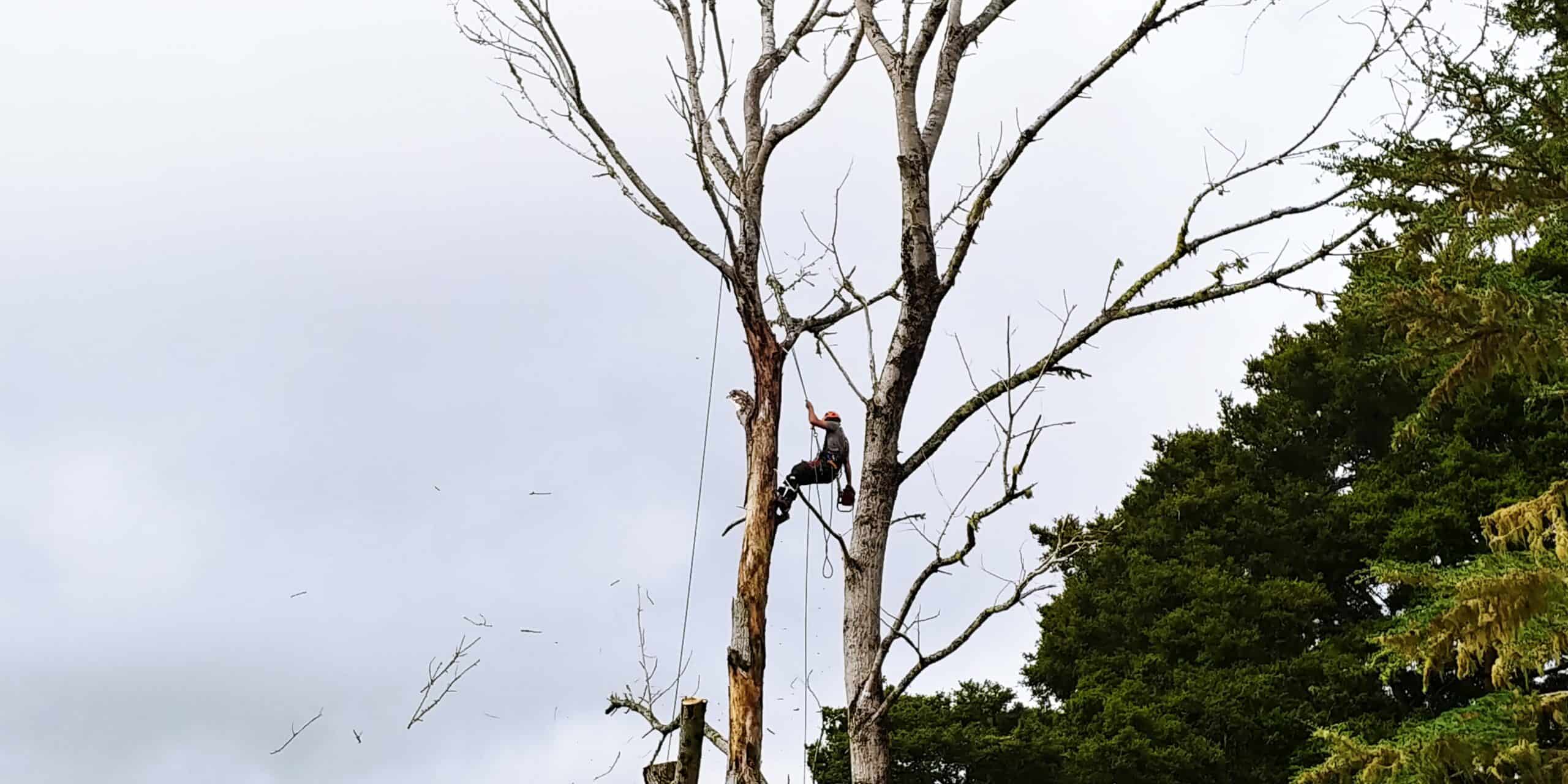 Top Tree Services arborist dismantling a tree