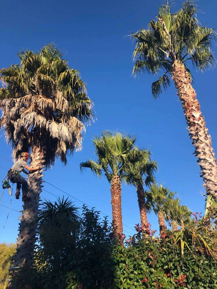 Fan palm pruning in Kerikeri