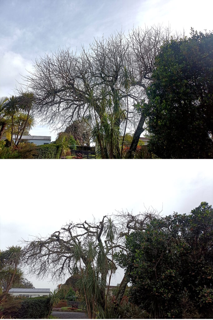 Crown reduction pruning on a mature tree