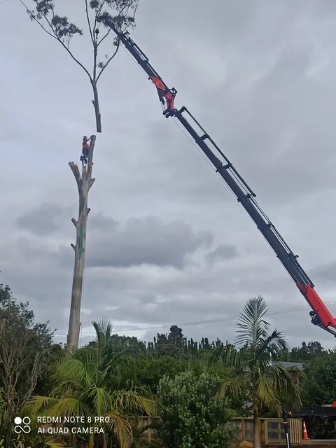 A crane lifting a cut section of a large gum tree during removal