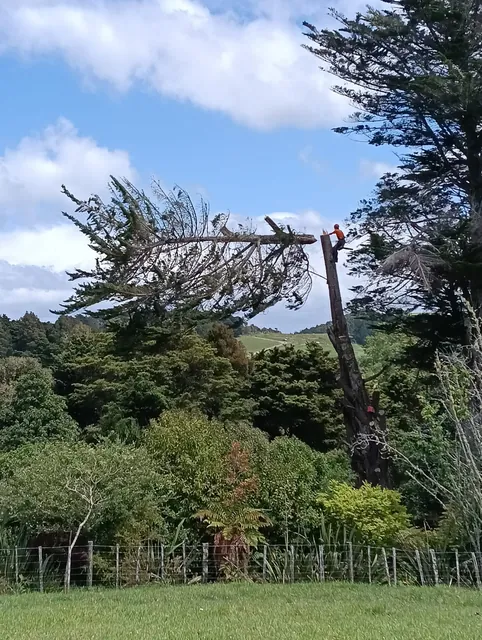 Macrocarpa dismantle in Pakaraka