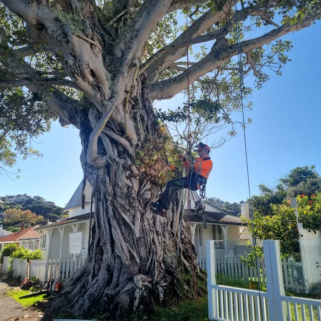 Deadwood removal in Russell