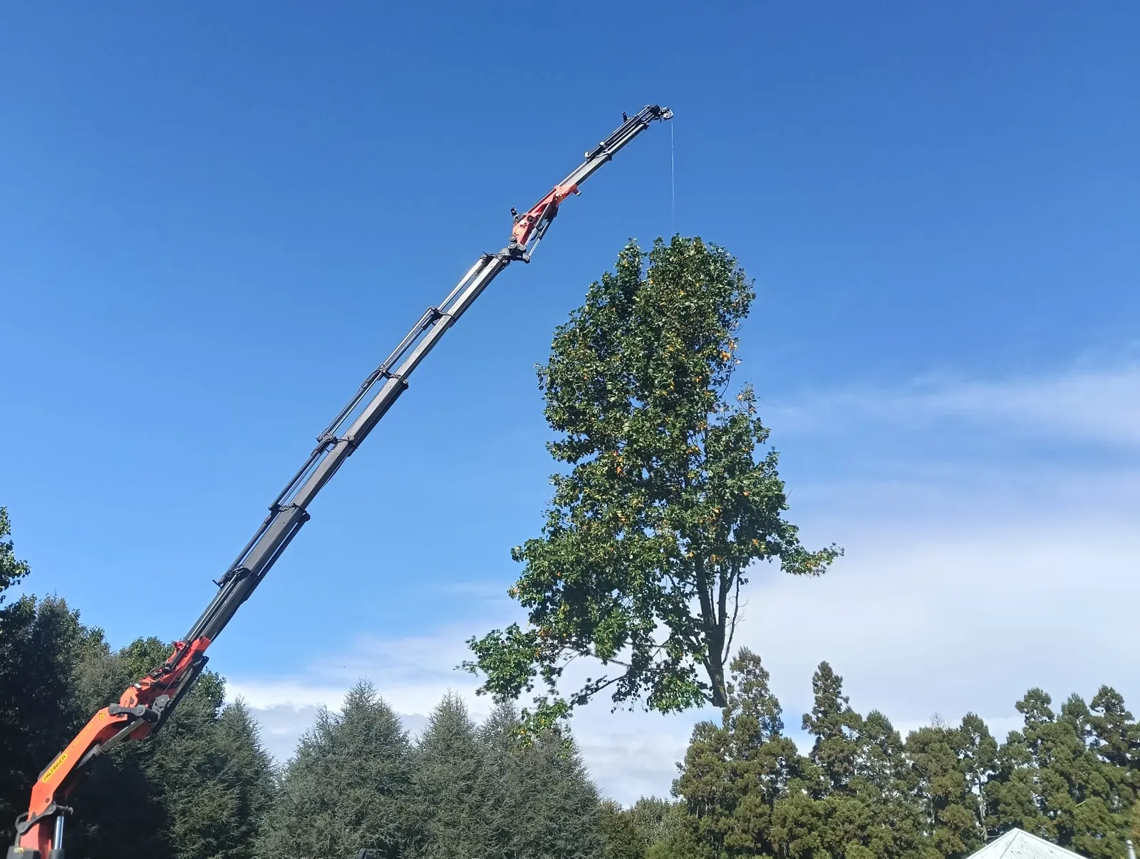 Tulip tree crane removal in Kerikeri