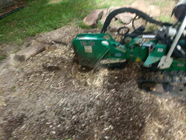 Removal of large tulip tree stump in Kerikeri
