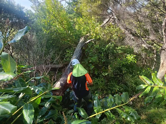 Cutting a fallen tree in Whangaroa